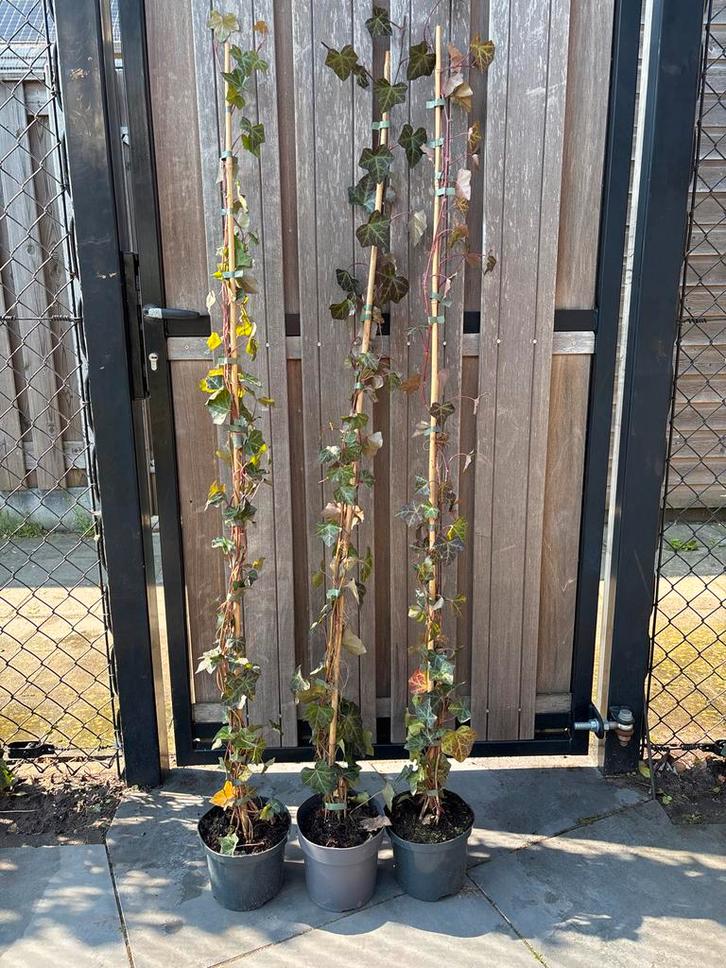 10 Klimop planten 1.50m in pot - Ideaal voor haag/schutting, Tuin en Terras, Planten | Tuinplanten, Vaste plant, Klimplanten, Halfschaduw