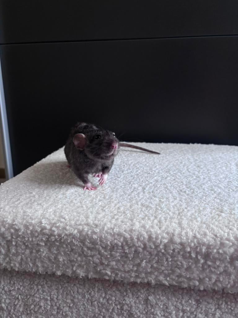 Opzoek naar een mannetjes rat, Dieren en Toebehoren, Knaagdieren, Rat, Vrouwelijk, Tam, Oktober