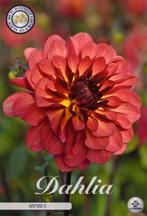 bloembollen, Ophalen of Verzenden, Voorjaar, Volle zon, Bloembol