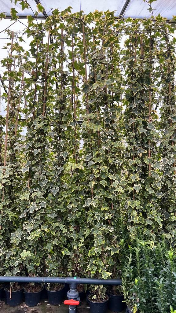 Hedera Goldchild 175/200 cm uitverkoop nu slechts €6,00, Tuin en Terras, Planten | Tuinplanten, Vaste plant, Overige soorten, Volledige schaduw