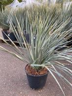 Yucca rostrata (palmlelie) te koop aangeboden, Zomer, Overige soorten, Ophalen, Volle zon