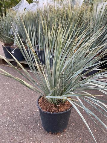 Yucca rostrata (palmlelie) te koop aangeboden 