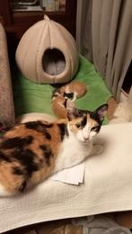 Kittens, Dieren en Toebehoren, Meerdere dieren