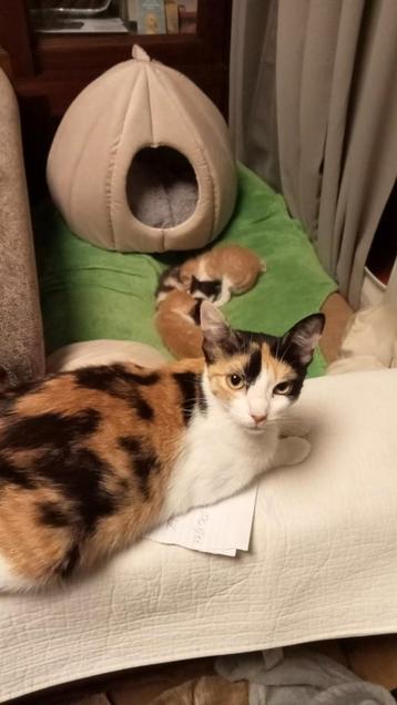 Kittens  beschikbaar voor biedingen