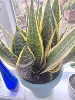 Sansevieria in pot, Ophalen