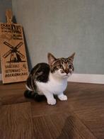 Leuke kittens, Dieren en Toebehoren, Poes, Ontwormd, 0 tot 2 jaar