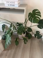 Monstera planten met vazen, Overige soorten, Vaste plant, Ophalen of Verzenden, Bloeit niet
