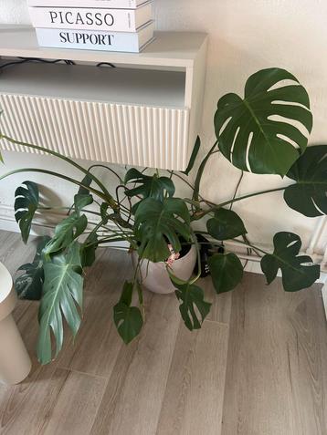 Monstera planten met vazen beschikbaar voor biedingen