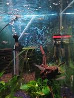 Jonge guppies, Vis, Zoetwatervis