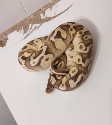 Ball python 1.0 Firefly Mojave  beschikbaar voor biedingen