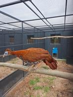 Vieilliot  hen 2023 ruilen voor haan 2023 of ouder, Dieren en Toebehoren, Pluimvee, Vrouwelijk, Kip