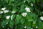 Rode Cornus, Ophalen, Overige soorten, Struik, 100 tot 250 cm