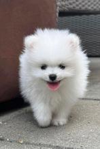 Hondje pomeriaan te koop, Eén hond, Nederland, Particulier, Reu