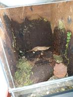 paludarium bakje, Dieren en Toebehoren, Reptielen en Amfibieën | Toebehoren, Ophalen, Zo goed als nieuw, Terrarium of Paludarium