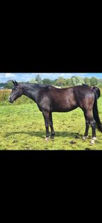 10 jarige zwarte dressuur merrie v.San Amour, Dieren en Toebehoren, Paarden, Merrie, Met stamboom, Dressuurpaard, L