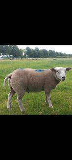 9  Engelse Texelaar dekrammen, Dieren en Toebehoren, Schapen, Geiten en Varkens, Mannelijk, Schaap, 0 tot 2 jaar
