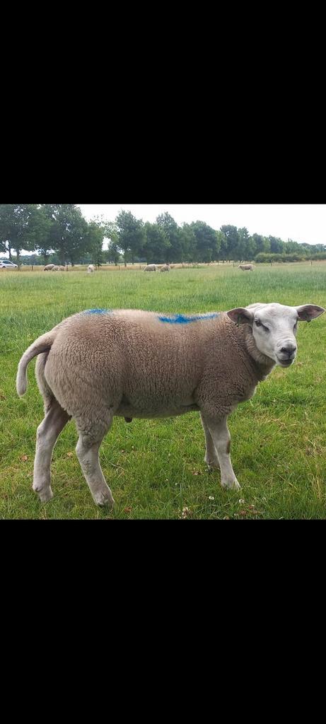 9  Engelse Texelaar dekrammen, Dieren en Toebehoren, Schapen, Geiten en Varkens, Schaap, Mannelijk, 0 tot 2 jaar