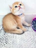 !! Laatste!! Britse Black Golden Shaded korthaar katertje!, Meerdere dieren, Ontwormd, 0 tot 2 jaar