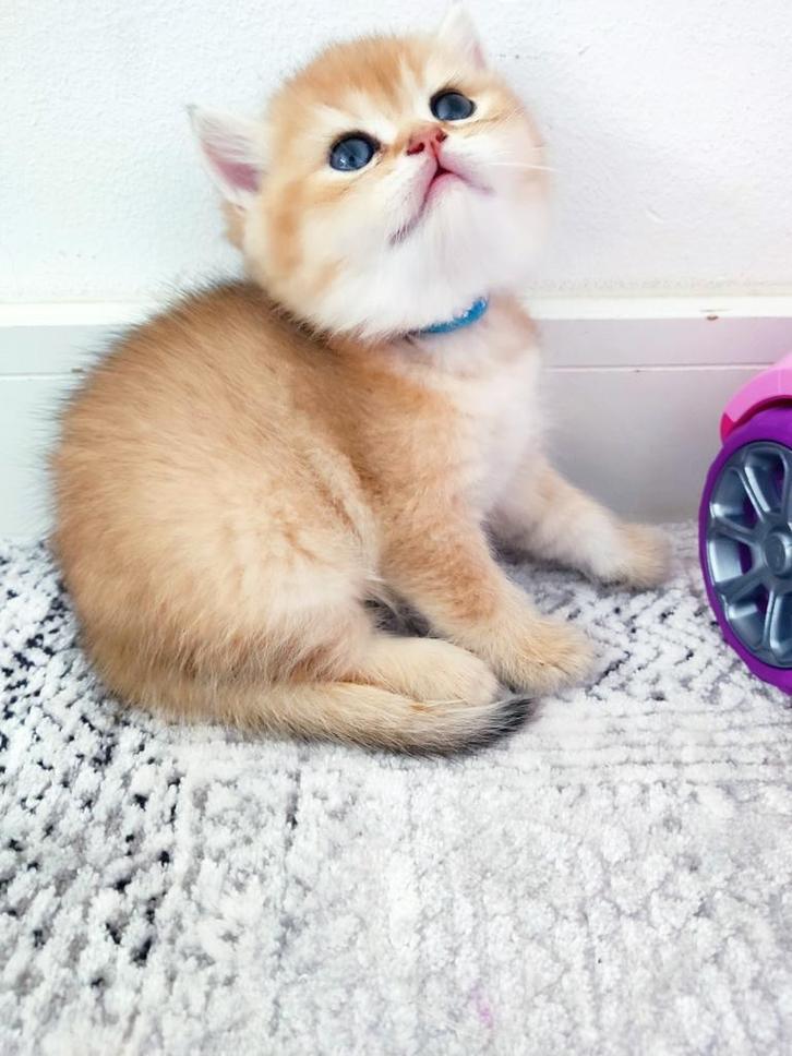 !! Laatste!! Britse Black Golden Shaded korthaar katertje!, Dieren en Toebehoren, Katten en Kittens | Raskatten | Korthaar, Meerdere dieren