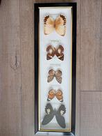 Vlinder lijst, Ophalen, Minder dan 50 cm, 50 tot 75 cm, Zo goed als nieuw