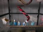 Jonge grasparkietjes, Dieren en Toebehoren, Vogels | Parkieten en Papegaaien, Meerdere dieren, Parkiet