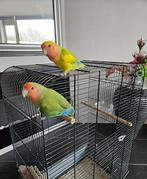 Dwergpapegaai Koppel MET SPOED WEG!, Dieren en Toebehoren, Meerdere dieren, Dwergpapegaai of Agapornis, Tam