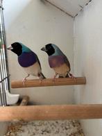 Blauwe gouldamadine koppel 2024, Dieren en Toebehoren, Vogels | Overige Vogels, Meerdere dieren, Geringd