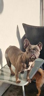 Laatste Lieve  Froodle Franse bulldog x toypoedel pups, Dieren en Toebehoren, Honden | Niet-rashonden, 8 tot 15 weken, CDV (hondenziekte)