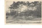 ZUIDLAREN - bosgezicht 1917, Verzamelen, Verzenden, Voor 1920