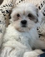 Maltipoo vrouwtje zo lief 💝wit/goudbruine plekken, Dieren en Toebehoren, Honden | Chihuahua's en Gezelschapshonden, Overige rassen