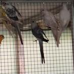 Te koop roodruggen, Dieren en Toebehoren, Vogels | Parkieten en Papegaaien, Meerdere dieren, Parkiet, Geringd