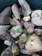 Gratis maaskeien en stoeptegels, Tuin en Terras, Grind, Keien en Split, Ophalen