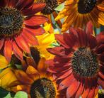 Zonnebloem Mix (70 zaden) Biologisch, Ophalen of Verzenden, Volle zon, Zaad