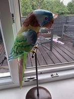 Beeld pappegaai, Verzamelen, Beelden en Beeldjes, Ophalen, Zo goed als nieuw, Dier