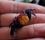 Geosesarma sp. red carnaval vampierkrab, Dieren en Toebehoren, Amfibie, 0 tot 2 jaar