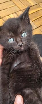 Mooie katten, Dieren en Toebehoren, Katten en Kittens | Raskatten | Korthaar, Meerdere dieren, 0 tot 2 jaar