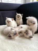 British Shorthair Blue Point Kittens – Nu te Reserveren!, Dieren en Toebehoren, Katten en Kittens | Raskatten | Korthaar, Meerdere dieren