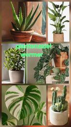 Plantenasiel, Huis en Inrichting, Kamerplanten, Ophalen of Verzenden, Overige soorten, Minder dan 100 cm