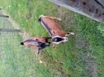Te koop: 2 mooie geitjes, Dieren en Toebehoren, Vrouwelijk, Geit