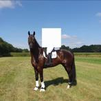 11 jarige lieve ruin te koop - Just A Dream Z, Dieren en Toebehoren, Paarden, 175 cm of meer, Z, Gechipt, Ruin