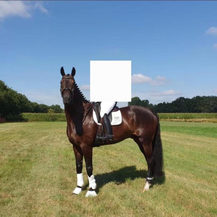 11 jarige lieve ruin te koop - Just A Dream Z, Dieren en Toebehoren, Paarden, Ruin, Z, 175 cm of meer, 11 jaar of ouder, Dressuurpaard