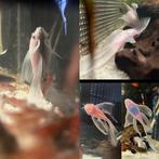 L144 Snow White Longfin - Prachtige neervallen, Vis