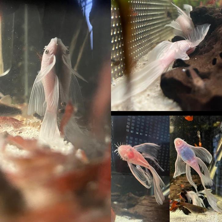 L144 Snow White Longfin - Prachtige neervallen, Dieren en Toebehoren, Vissen | Aquariumvissen, Vis