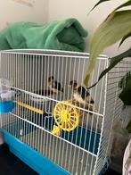 Vogels te koop, Dieren en Toebehoren, Meerdere dieren