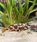 Nimbochromis livingstonii, Dieren en Toebehoren, Vissen | Aquariumvissen, Vis