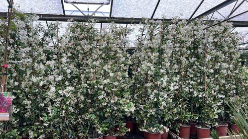Toscaanse jasmijnen, volle potten 60/80 tot 200/250 cm, Tuin en Terras, Planten | Tuinplanten, Ophalen