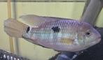 Aequidens metae,, Vis