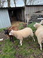 Lieve ram ter overname aangeboden, Dieren en Toebehoren, Schapen, Geiten en Varkens, Mannelijk, Schaap, 0 tot 2 jaar