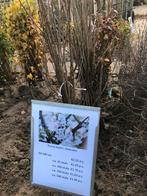 Prunus avium - Zoete Kers, Tuin en Terras, Planten | Bomen, Overige soorten, Lente, 100 tot 250 cm, Ophalen