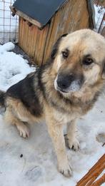 Lieve Rifa zoekt een huisje, Dieren en Toebehoren, Honden | Niet-rashonden, 6 jaar of ouder, Particulier, Rabiës (hondsdolheid)